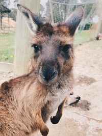 Close-up portrait of a horse on field