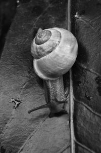 Close-up of snail on wood