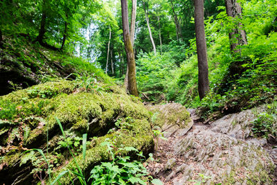 Plants and trees in forest