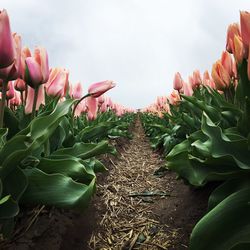 Close-up of plants against sky