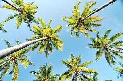 Low angle view of palm tree