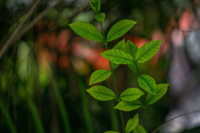 Close-up of leaves against blurred background