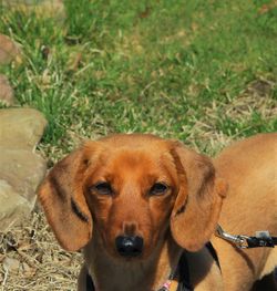 Close-up of dog resting on grass