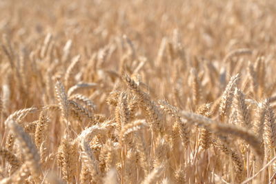 Full frame shot of wheat field