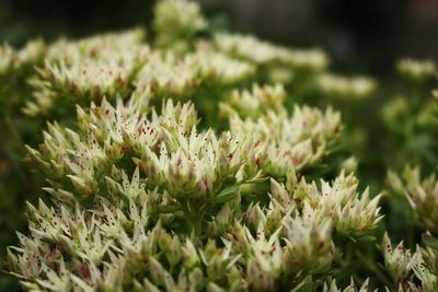 Close-up of flowering plant