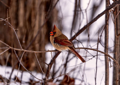 Close-up of a bird perching on branch