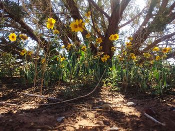 Trees growing in farm