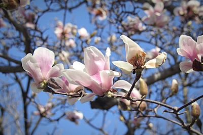Close-up of magnolia blossoms in spring