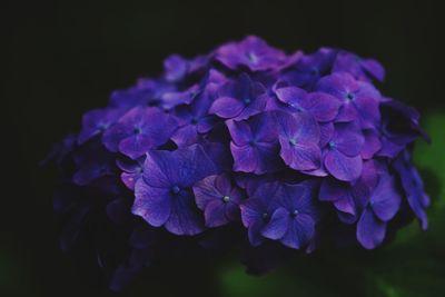 Close-up of purple hydrangea flowers against black background