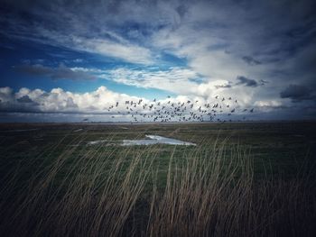 Flock of birds on land against sky