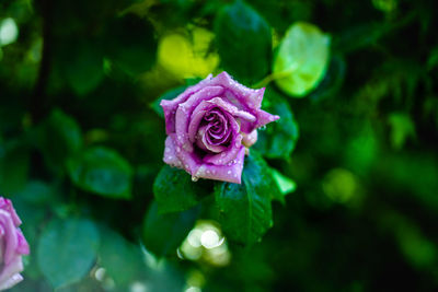 Close-up of pink rose flower