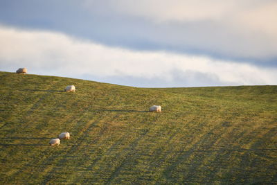 View of sheep grazing in field