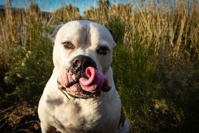 Close-up of dog sticking out tongue on field