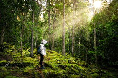 Unicorn in the forest