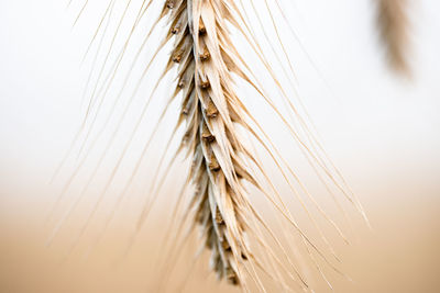 Close-up of stalks against the sky