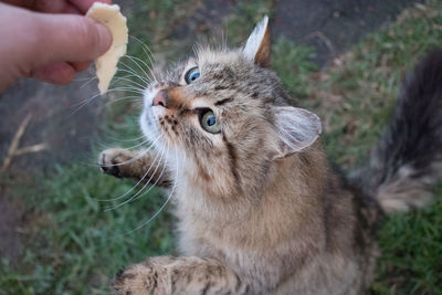 Full length of hand holding cat