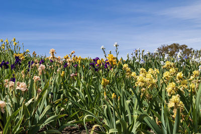 Close-up of yellow flowering plants on field against sky