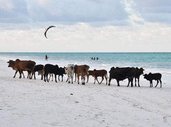 Horses on sea shore against sky