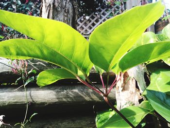 Close-up of plants