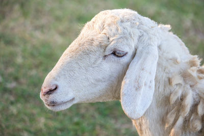 Close-up of a horse on field