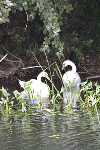 View of birds in lake