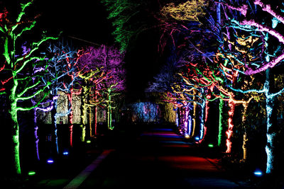 Illuminated christmas tree at night