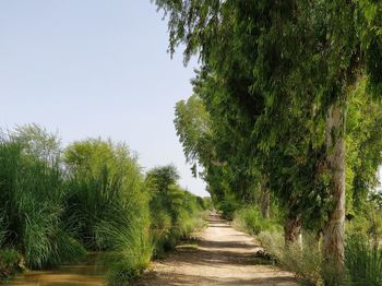 Plants growing on landscape against clear sky