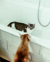 Portrait of cat looking at camera at bathroom