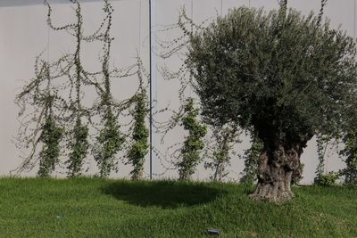 Trees on field against sky