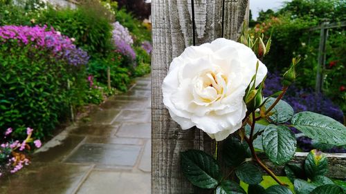 Close-up of white roses blooming outdoors