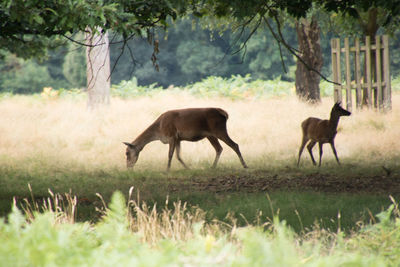 Side view of two animals