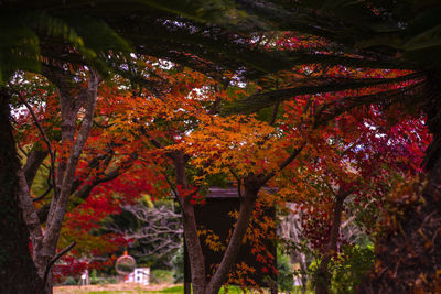 Low angle view of autumnal trees in park