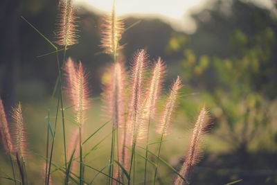 Close-up of stalks in field against sky