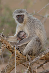 Monkey sitting on a tree