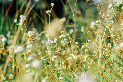 Close-up of white flowering plants on field