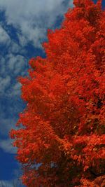 Autumn trees against sky