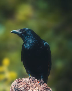 Close-up of bird perching on rock