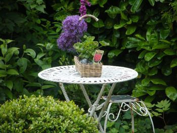 Close-up of plants on metal table in garden