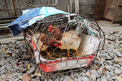 Close-up of birds in cage