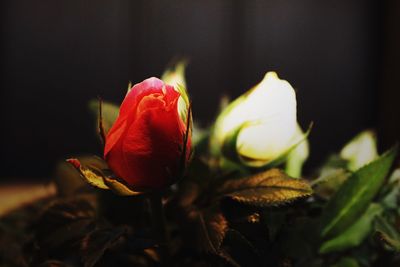 Close-up of red rose flower