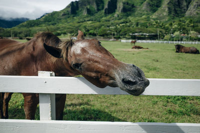 Horse standing on field