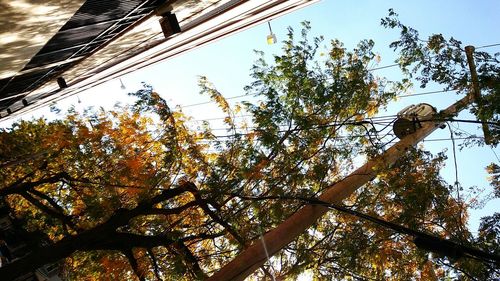 Low angle view of trees against sky