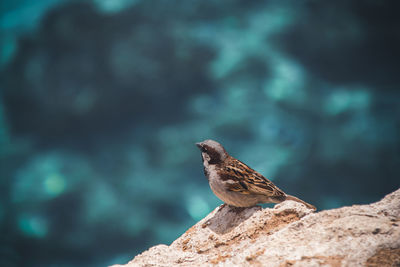 Close-up of bird perching on rock