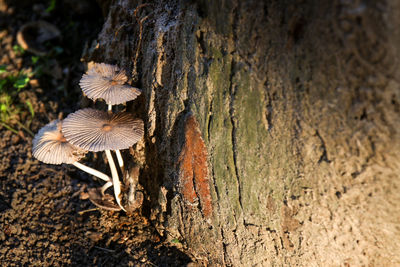 Close-up of mushrooms growing on tree trunk
