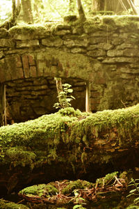 Close-up of moss on stone wall