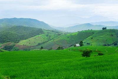 Scenic view of agricultural field against sky