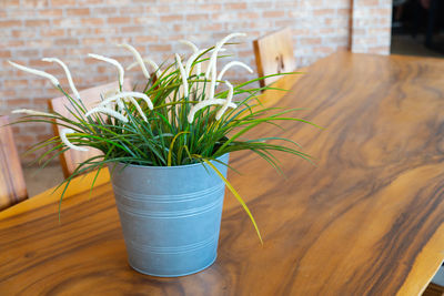 Close-up of potted plant on table