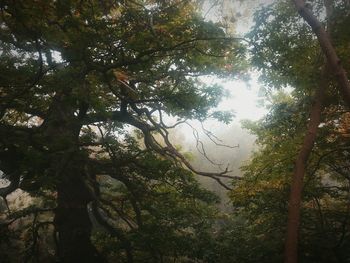 Low angle view of trees