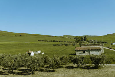 Scenic view of agricultural field against clear blue sky