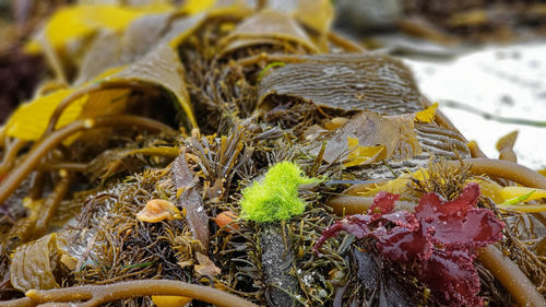 Close-up of dry plant during winter